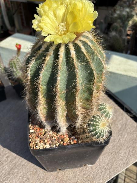 Notocactus magnificus